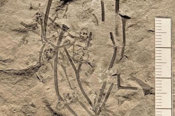 命盘中“胎”的含义：生命的孕育与发展