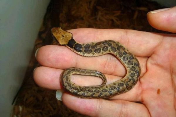 揭秘蛇男在五月初十出生的命运与性格特征 揭秘蛇男在五月初十出生的命运与性格特征