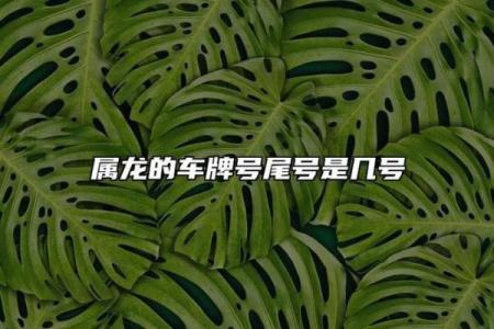 属龙木命的幸运电话号码：发现你的吉祥数字之旅