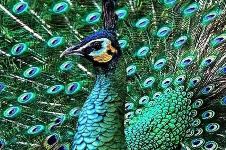 揭示孔雀命格的神秘：他们的性格与命运探索