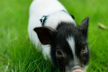 牛宝宝出生命运解析：9月18日的独特性格与人生轨迹