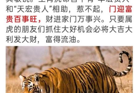 属虎天秤座的命格解析：平衡与勇气的完美结合