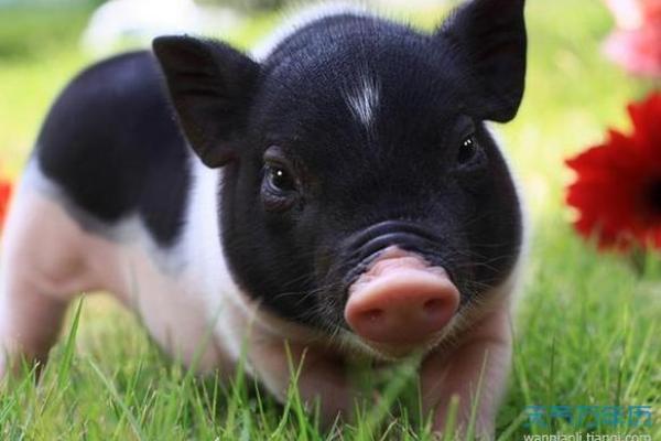 属猪人在2023年最怕什么?运势解析与应对策略 属猪人在2023年最怕什么?运势解析与应对策略