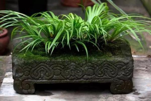 壬寅年12月的虎命解析：生机盎然的冬日财富与成长之路