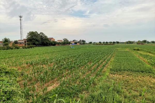 农村人的命运:在田间地头的坚韧与希望 农村人的命运:在田间地头的坚韧与希望