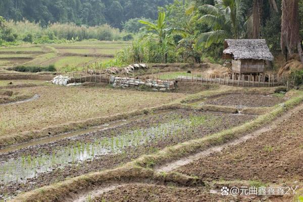 农村人的命运:在田间地头的坚韧与希望 农村人的命运:在田间地头的坚韧与希望