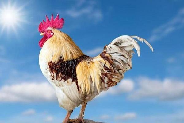 生肖鸡的前世命运探寻：从彼岸花开到今生的智慧