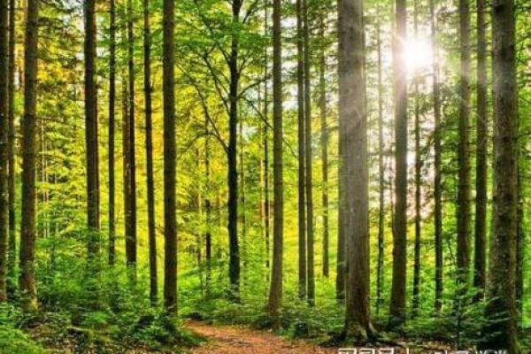 桑松木命最旺的图案及其寓意分析，助你提升运势！