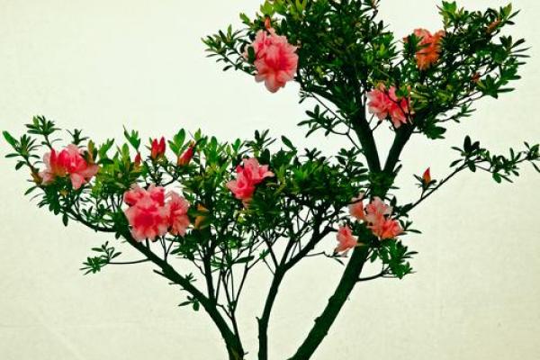 石榴木命与花卉搭配:适合种植的花卉推荐与养护技巧 石榴木命与花卉搭配:适合种植的花卉推荐与养护技巧