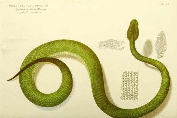 揭秘五行属土命的动物，探寻它们的神秘魅力与特性