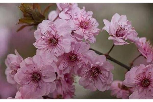 六月属羊之命：灵性与直觉的华丽交响曲