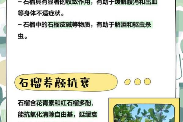 关于石榴木命男人适合养什么的全面解读与建议 关于石榴木命男人适合养什么的全面解读与建议