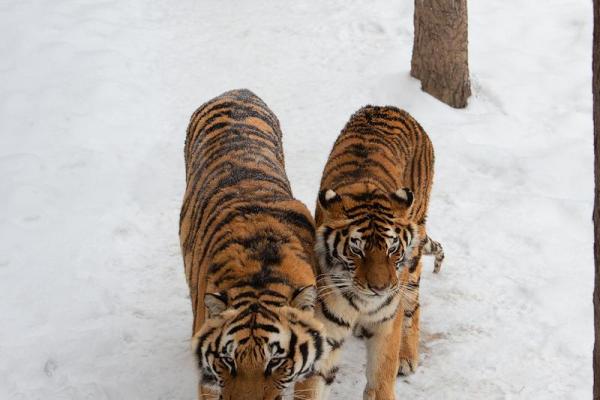 生肖猴虎夜行：探索命运的奇妙之旅