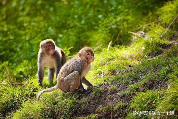 属猴2016年命理解析：智慧与变化的运势之路