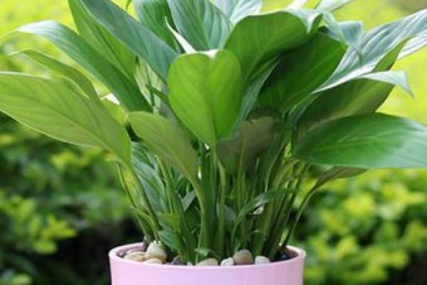 沙中土命的盆景选择,如何搭配植物提升生活品质! 沙中土命的盆景选择,如何搭配植物提升生活品质!