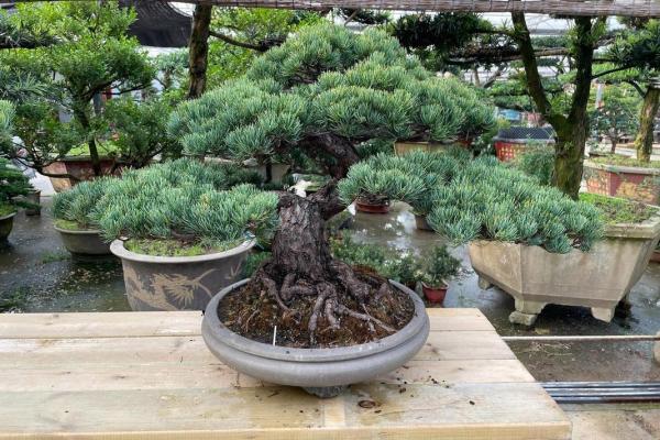 沙中土命的盆景选择,如何搭配植物提升生活品质! 沙中土命的盆景选择,如何搭配植物提升生活品质!