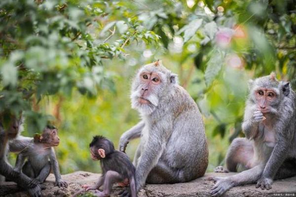 属猴人的命是什么命?探秘聪明灵动的猴子命运之旅 属猴人的命是什么命?探秘聪明灵动的猴子命运之旅