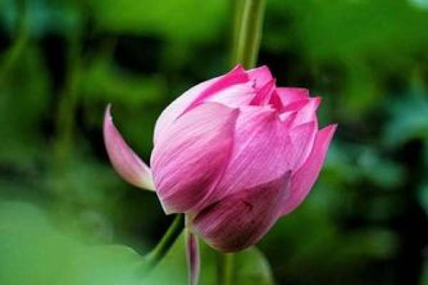 平地木女与命理:她的最佳配对解析与缘分之道 平地木女与命理:她的最佳配对解析与缘分之道