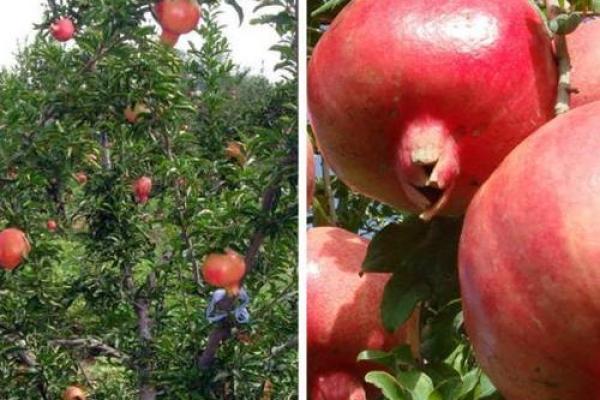 石榴木命的人适合什么钱包?让我们来揭秘与风水的完美结合! 石榴木命的人适合什么钱包?让我们来揭秘与风水的完美结合!