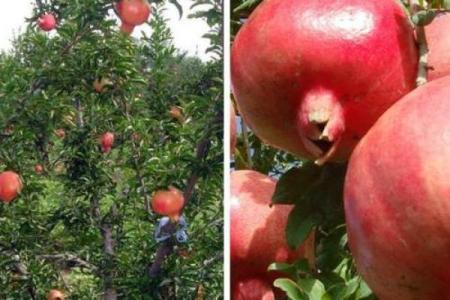 石榴木命的人适合什么钱包？让我们来揭秘与风水的完美结合！