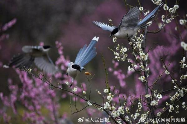解密女人的喜鹊命：美丽与智慧并存的命运之路