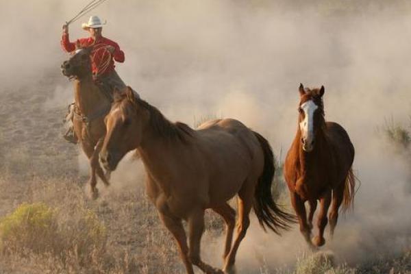 属马的人命运解析:奔放与自由的象征,解读他们的性格与命格之道 属马的人命运解析:奔放与自由的象征,解读他们的性格与命格之道
