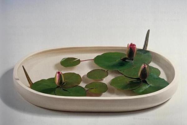 嗜水如命的植物：揭秘水生植物的奇妙世界