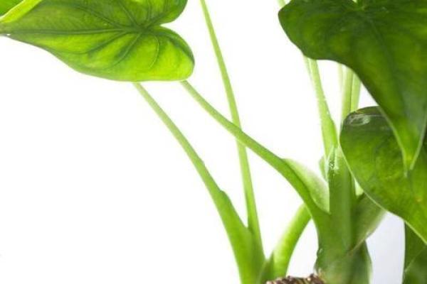 嗜水如命的植物：揭秘水生植物的奇妙世界