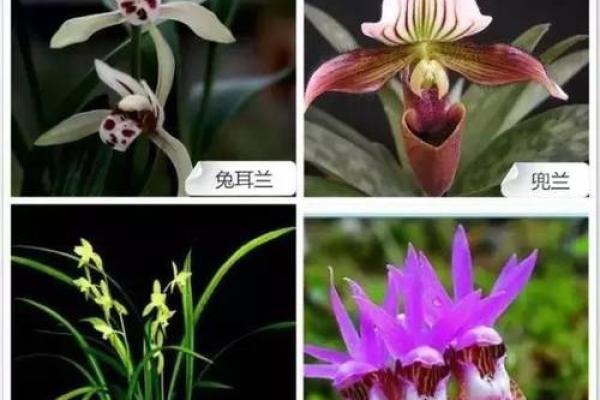 木命人适合的兰花种类及其养护技巧 木命人适合的兰花种类及其养护技巧