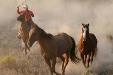 属马的人命运解析：奔放与自由的象征，解读他们的性格与命格之道