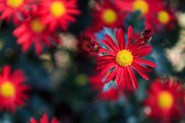 属马人适合养的花卉——为饿水命增添生机与美感