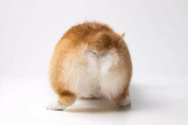 能救柯基命的石头——揭秘自然界的神奇疗愈力量