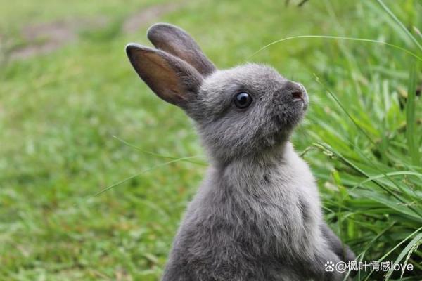 属兔2月出生的命运解析：柔韧与智慧的生活之道