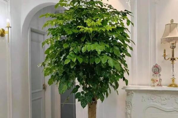 壬子年木命者玄关花卉摆放指南,打造温馨和谐的家居环境 壬子年木命者玄关花卉摆放指南,打造温馨和谐的家居环境