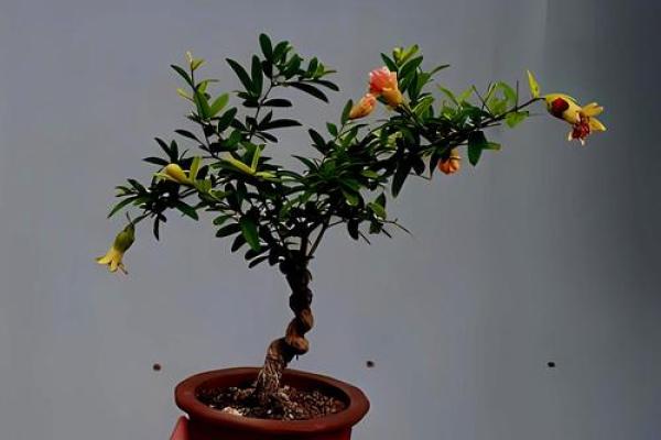 石榴木命的幸运之选：如何通过佩戴提升运势