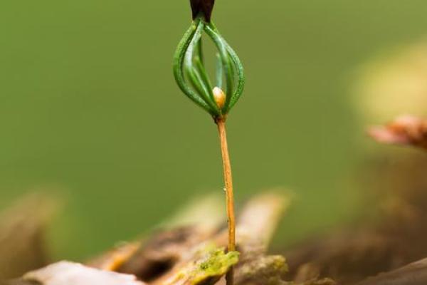 属蛇沙土命的五行喜好与生活指南:寻找内心的平衡与和谐 属蛇沙土命的五行喜好与生活指南:寻找内心的平衡与和谐