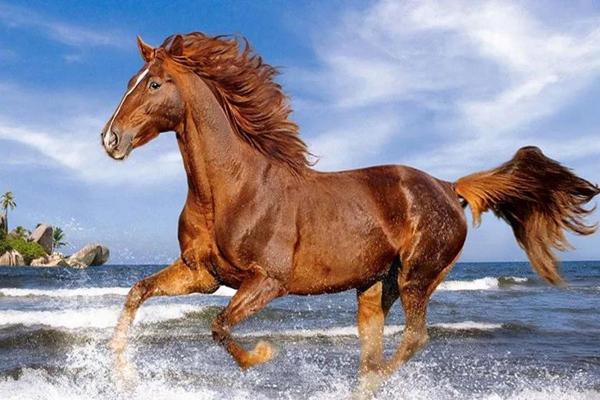 属马人的命运解析:走向成功的光辉之路 属马人的命运解析:走向成功的光辉之路