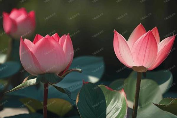 属狗水命的人适合养哪些植物?探索植物与命理的完美结合! 属狗水命的人适合养哪些植物?探索植物与命理的完美结合!