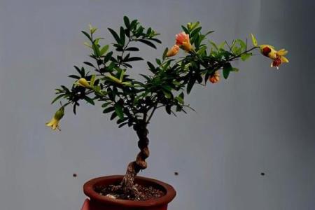 石榴木命的幸运之选：如何通过佩戴提升运势