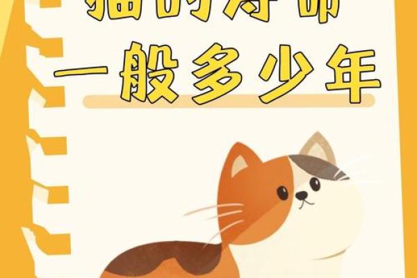 猫的九条命与它的神秘魅力