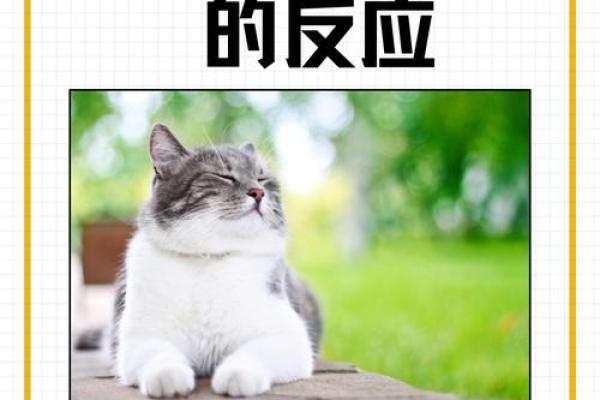 猫的九条命与它的神秘魅力