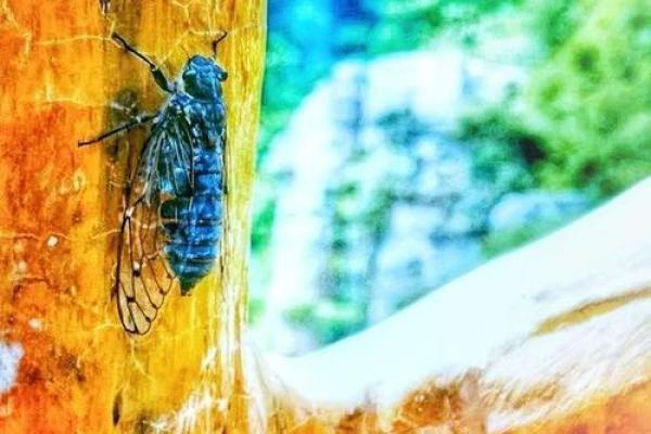 属猪山头火命:生命的热情与挑战之旅 属猪山头火命:生命的热情与挑战之旅