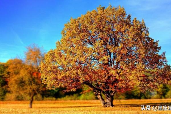 属猪山头火命:生命的热情与挑战之旅 属猪山头火命:生命的热情与挑战之旅