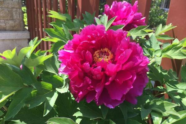 属牛木命适合养什么花？揭秘让你运势飙升的植物！