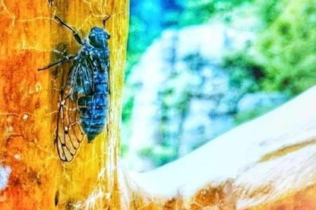 属猪山头火命：生命的热情与挑战之旅