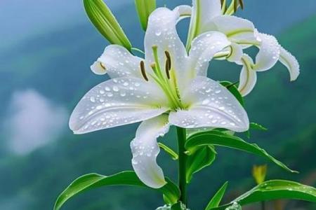 属牛木命适合养什么花？揭秘让你运势飙升的植物！