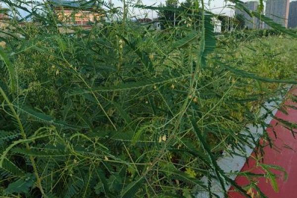 生如鸿毛，命若野草：漫谈生命的轻盈与坚韧