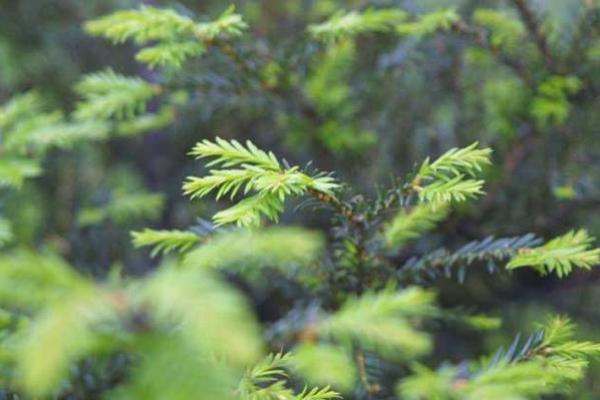 山涧水命与松木命的理想结合：命理之美探讨