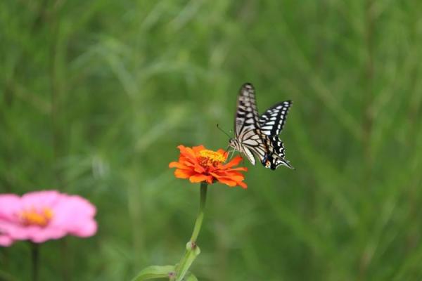 揭晓双飞蝴蝶命格的奥秘，探寻人生的精彩篇章！