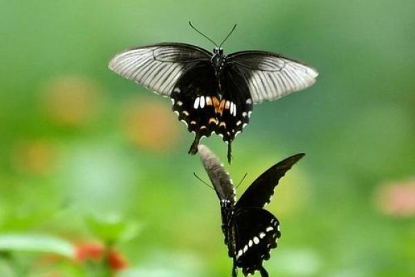 揭晓双飞蝴蝶命格的奥秘，探寻人生的精彩篇章！